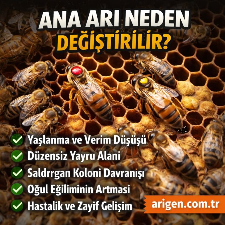 Ana Arı Neden Değiştirilir?