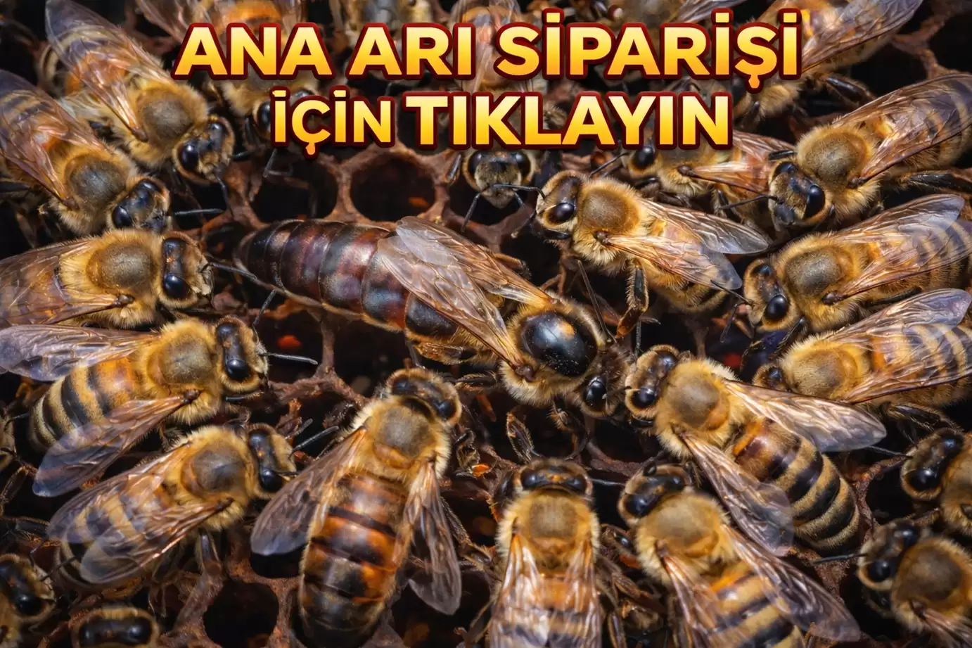 Ana Arı Siparişi