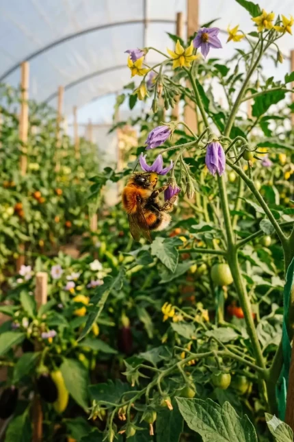 bombus arısı 3