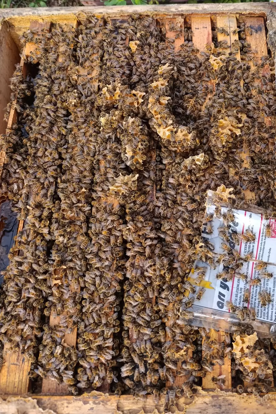 paket arı 24